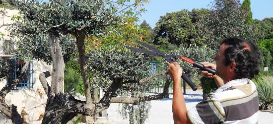 Expert jardinier en train de tailler un olivier près de Montpellier